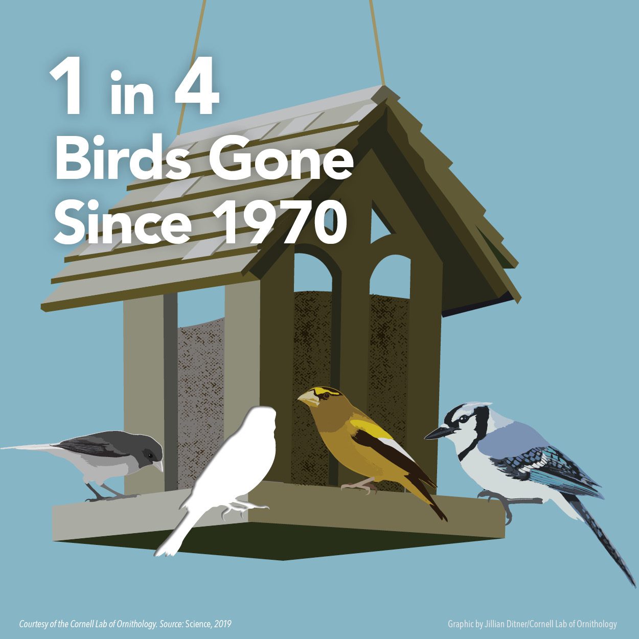 1 in 4 birds gone since 1970, graphic by Jillian Ditner