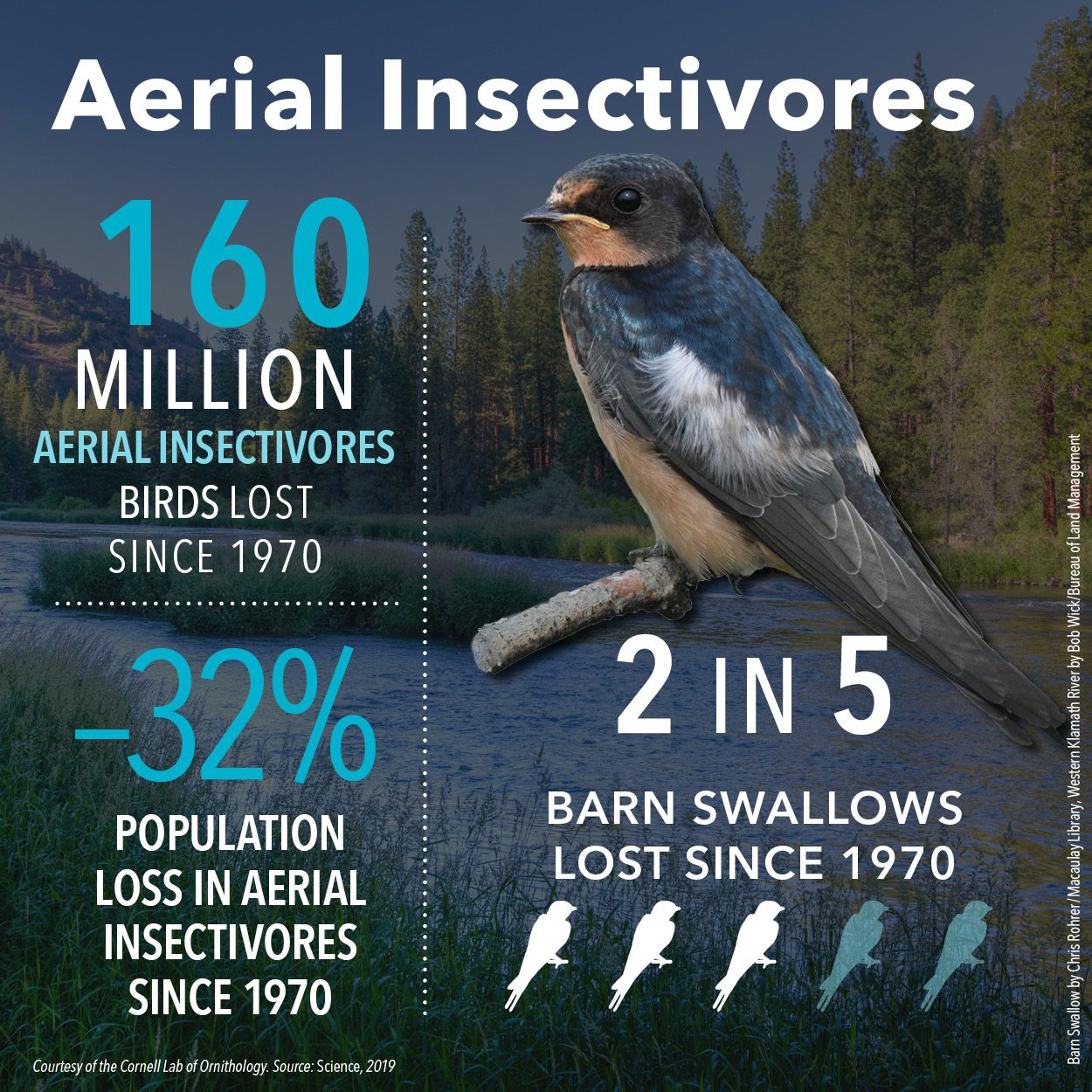 160 million aerial insectivores lost since 1970; -32% population loss. 2 in 5 Barn Swallows lost since 1970.
