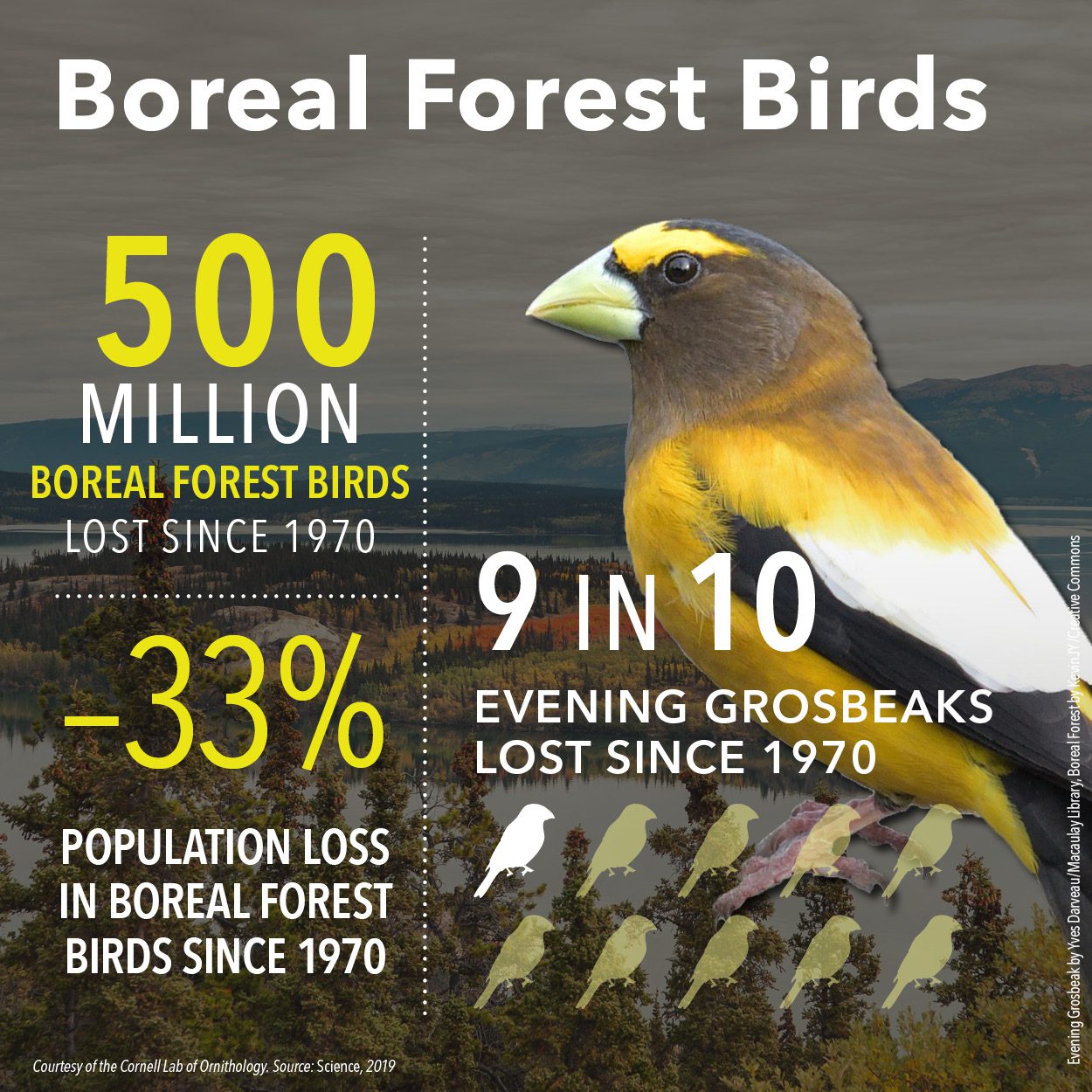 500 million boreal forest birds lost since 1970; -33% population loss. 9 in 10 Evening Grosbeaks lost since 1970.