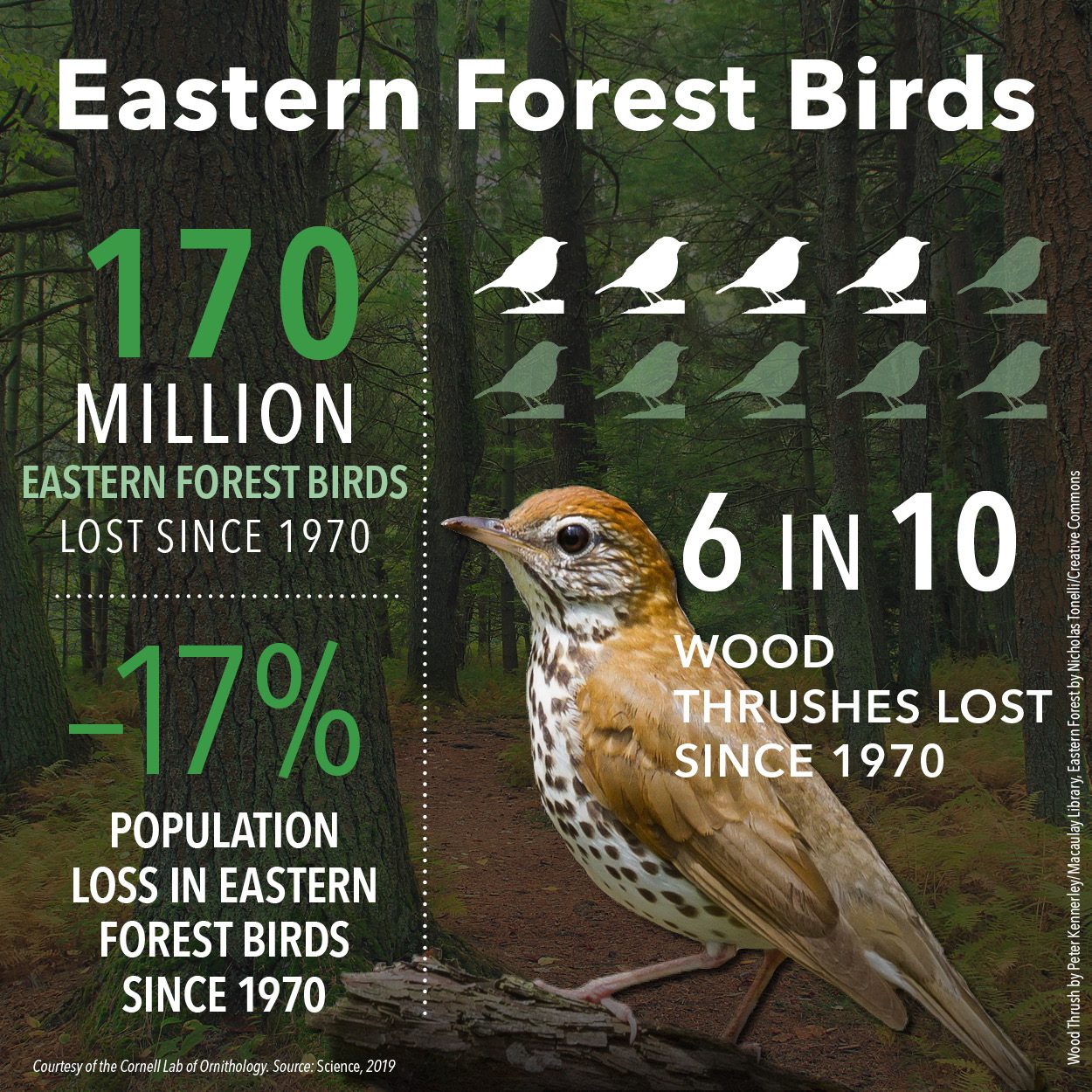 170 million eastern forest birds lost since 1970; -17% population loss. 6 in 10 Wood Thrushes lost since 1970.