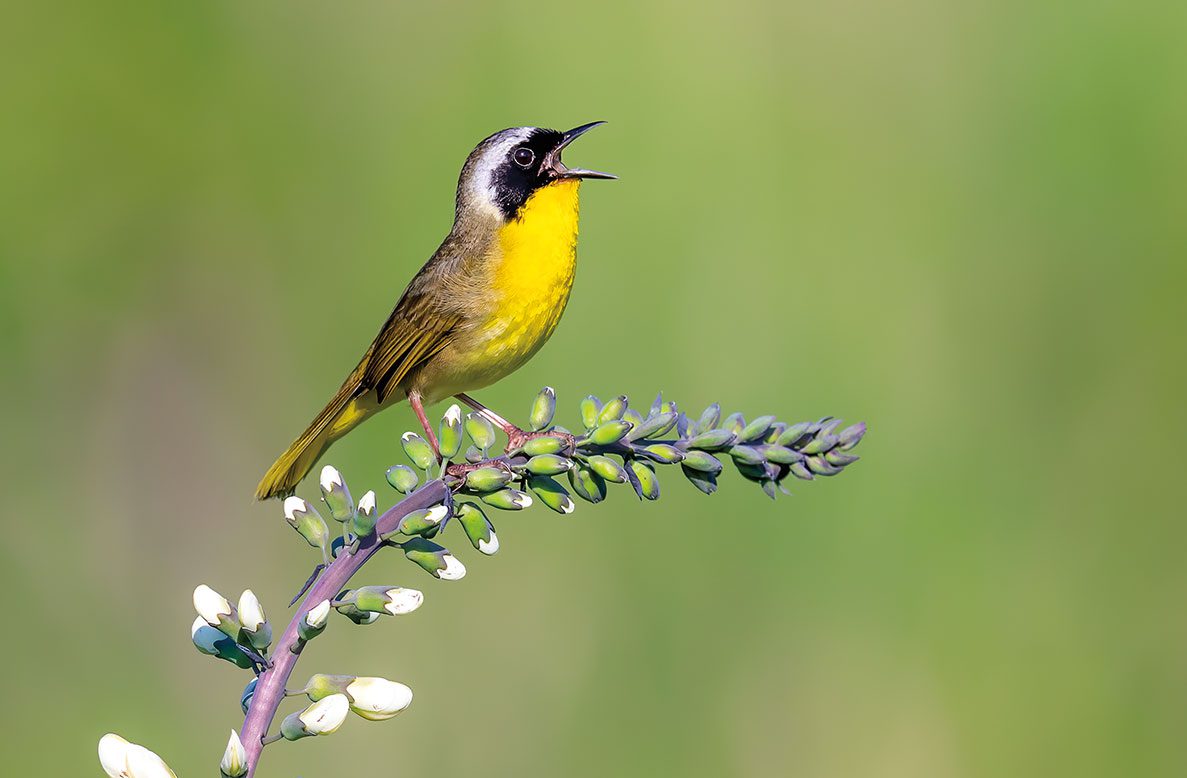 small yellow and black Common Yellowthroat perched on flowers