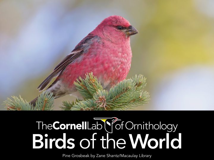 Pine Grosbeak