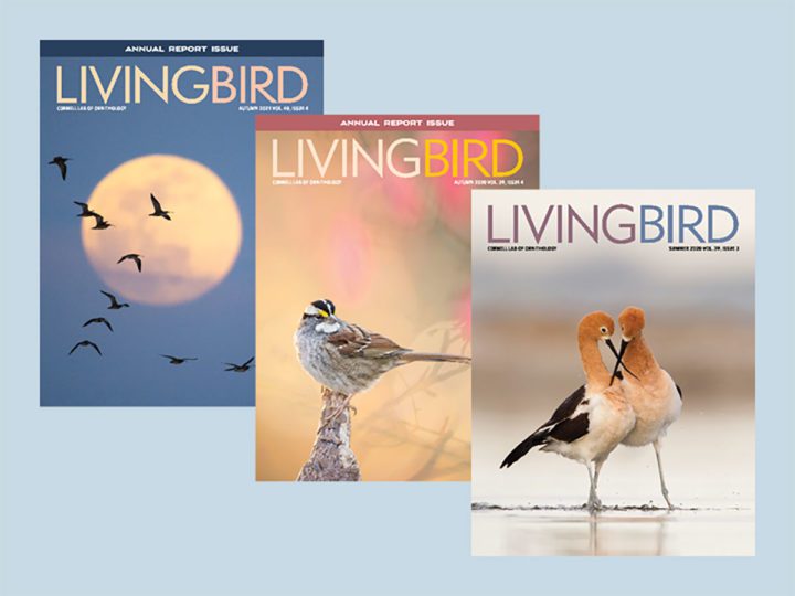 Three Living Bird Magazines