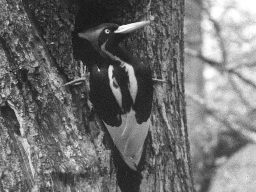 Ivory-billed Woodpecker photographed in 1935