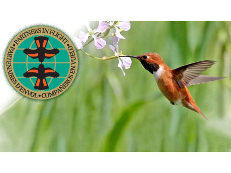Partners in Flight logo on top of with feeding hummingbird