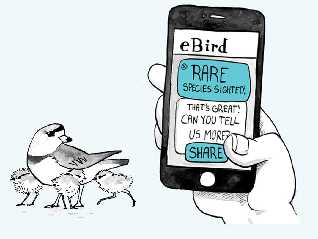 Birding in 2025, illustrations by Jen Lobo