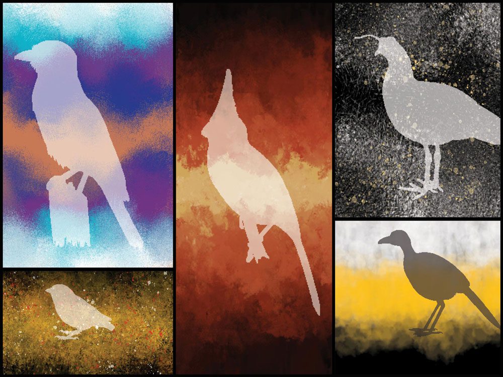 Sublime birds on Birds of the World