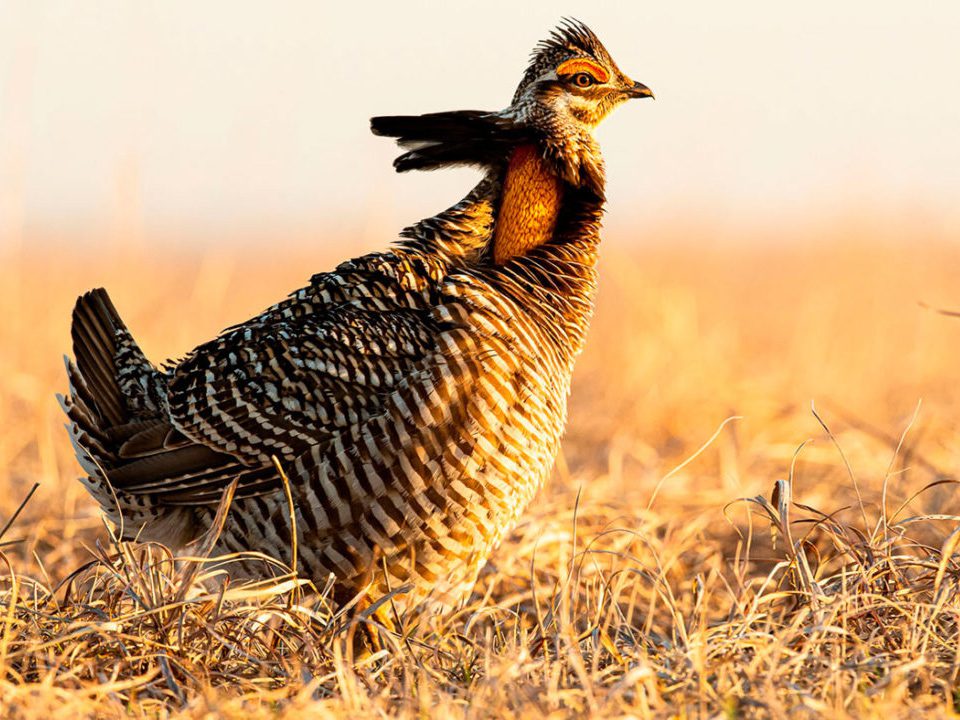 Greater Prairie-chicken by Jonathan Fiely