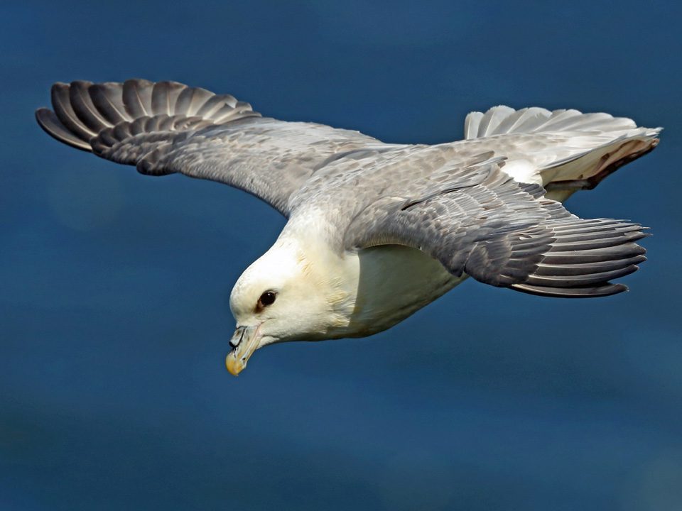 Northern Fulmar by Nigel Voaden/Macaulay Library.