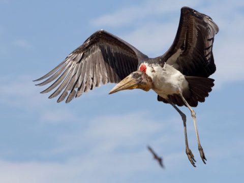 Greater Adjutant by Gerrit Vyn