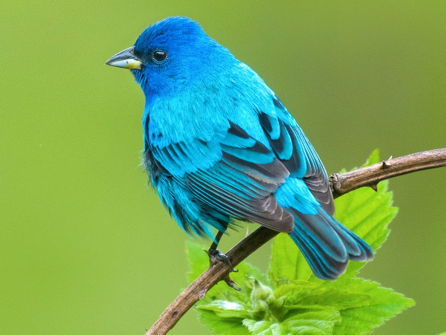 Indigo Bunting by Adam Jackson/Macaulay Library.