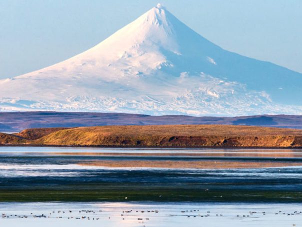 Waterfowl in front of the Shishaldin Volcano and over the lagoon in Izembek. Photo by Gerrit Vyn.
