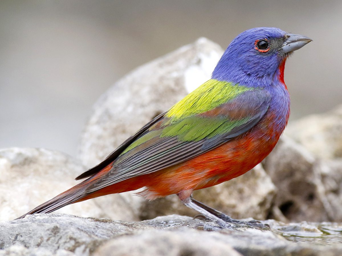Painted Bunting by Laura Keene/Macaulay Library