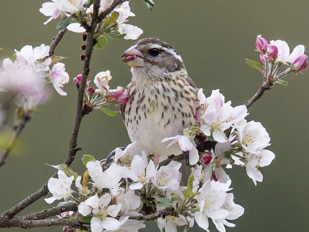 Rose-breasted Grosbeak by Melissa Groo.