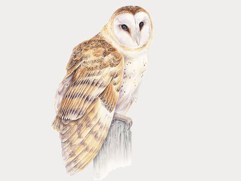 Barn Owl illustration by Jen Lobo