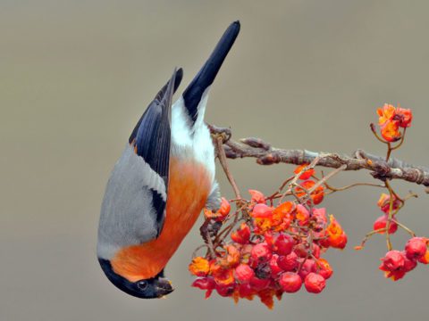 Eurasian Bullfinch by Josep del Hoyo/Macaulay Library.