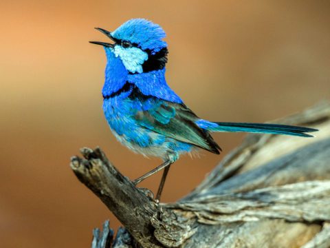 Splendid Fairywren by Nick Athanas/Macaulay Library.