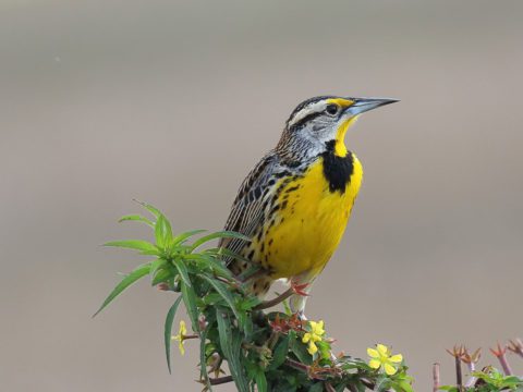 Eastern Meadowlark sitting on a plant in Florida