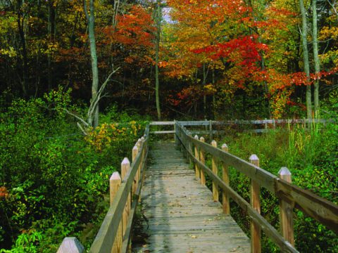 Sapsucker Woods in the fall