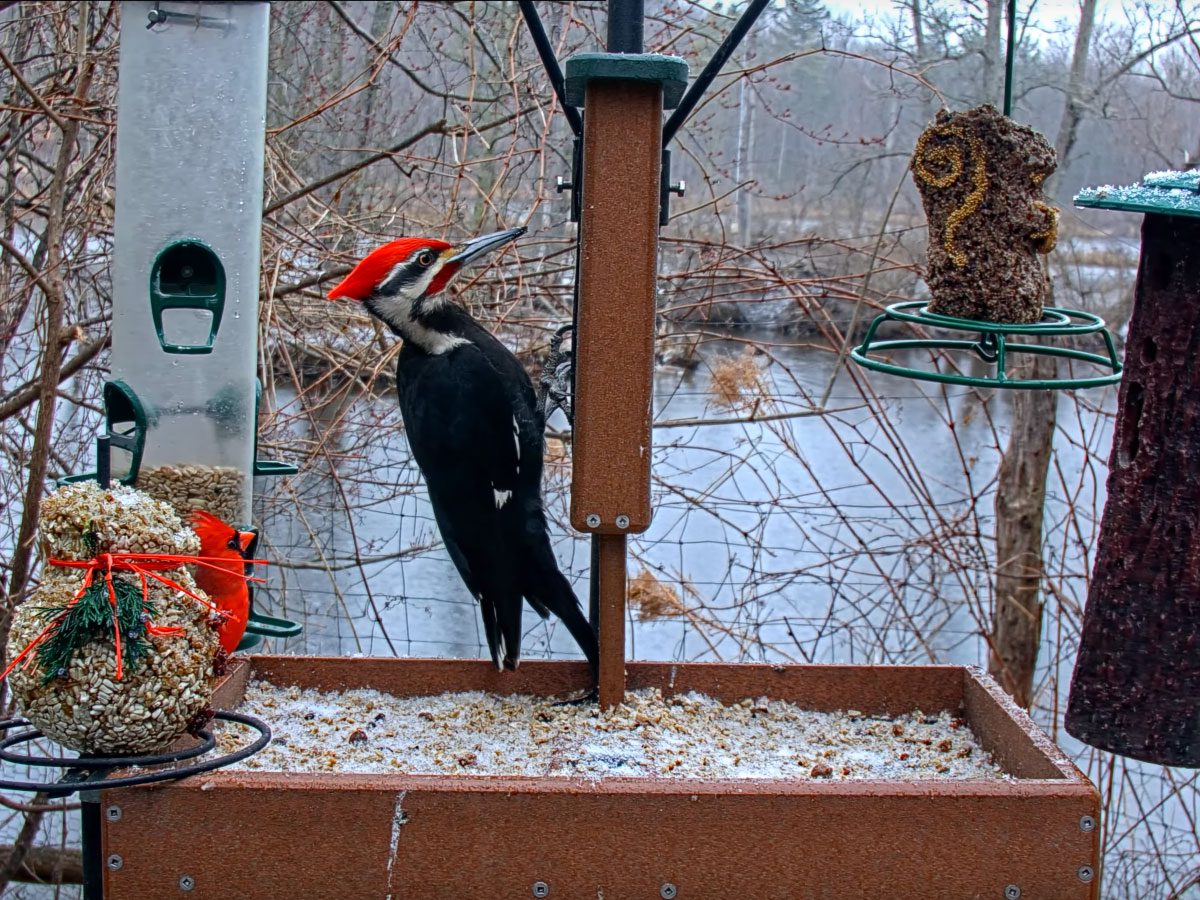 Pileated Woodpecker and Northern Cardinal eat at Project Feederwatch Cam