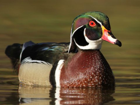 Wood Duck on water
