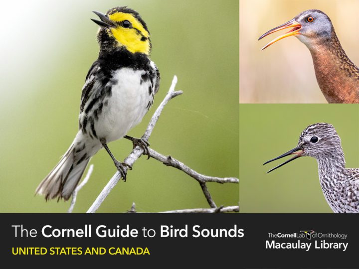Photos from Macaulay Library: Golden-cheeked Warbler by Bryan Calk; Virginia Rail by Brad Imhoff; Lesser Yellowlegs by Ryan Sanderson.