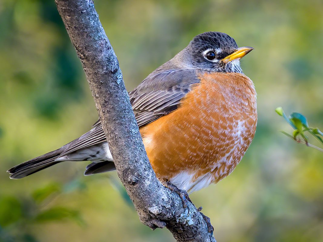 American Robin by Jim Pottkotter