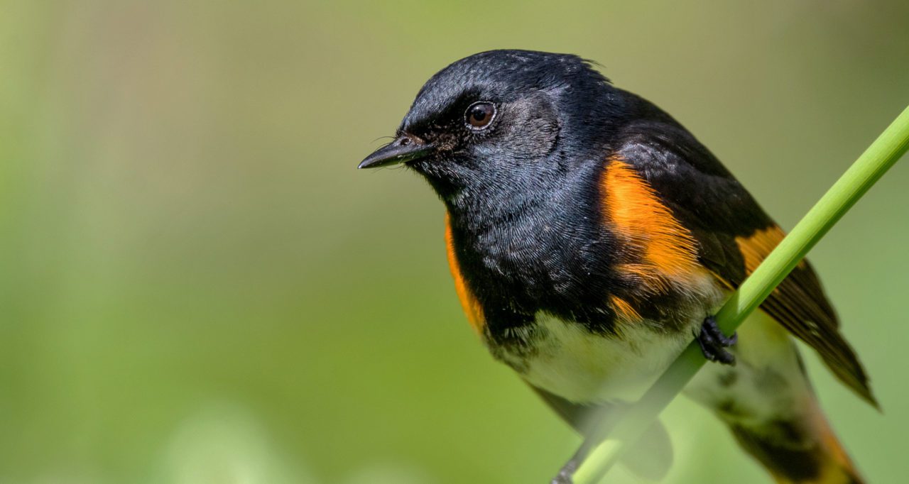 American Redstart by Garrett Hughes/Macaulay Library.