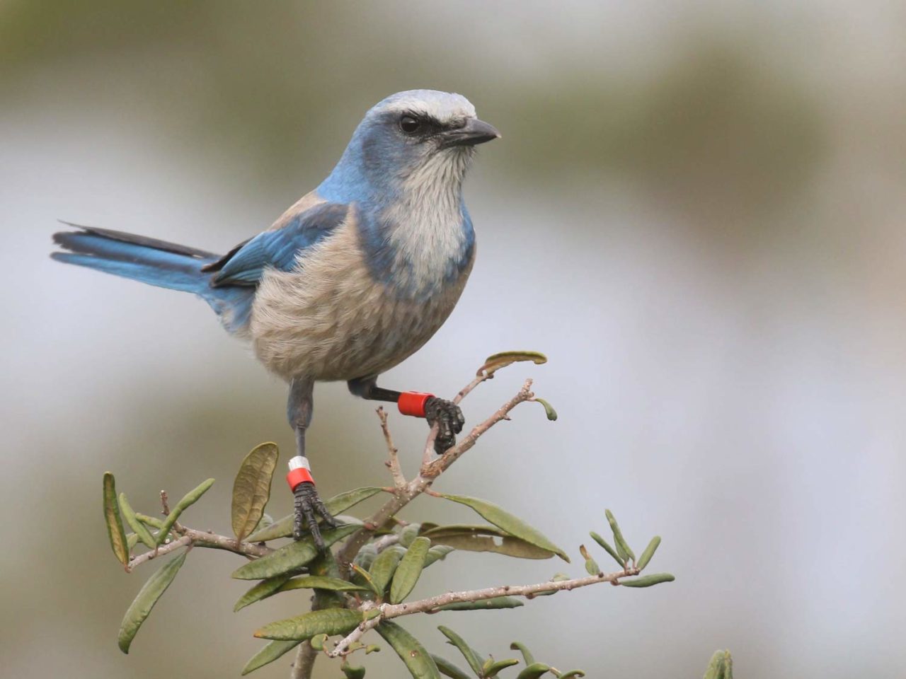 Florida Scrub-Jay by Alex Lamoreaux