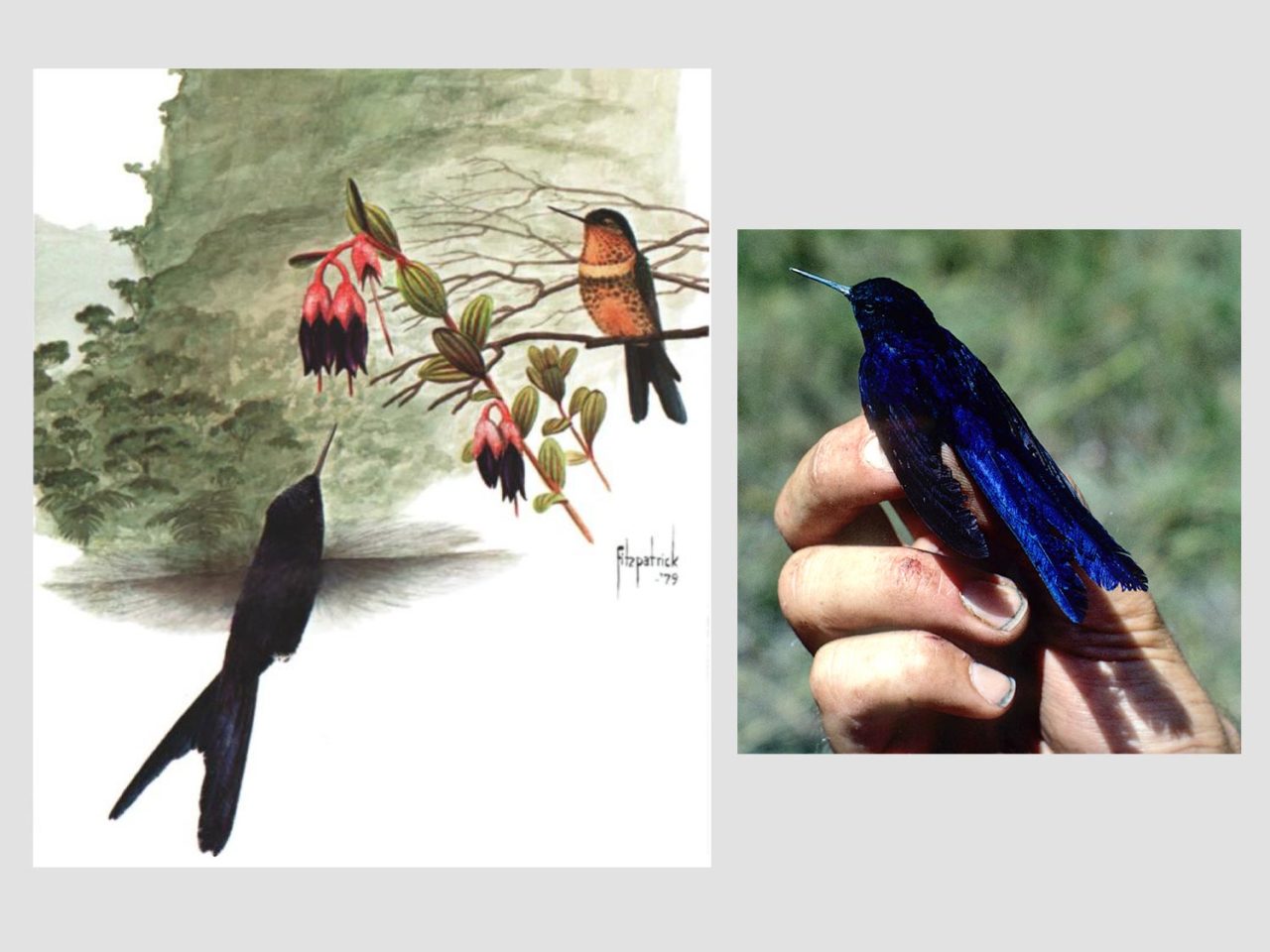 artwork of large blue-black hummingbird, painted by John Fitzpatrick, next to photo of same species