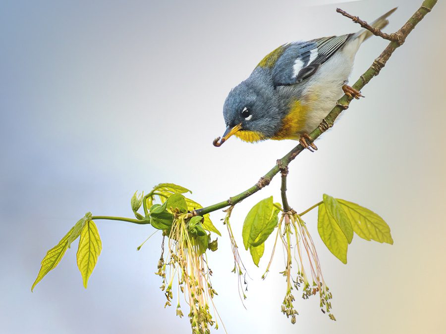 Northern Parula foraging for food