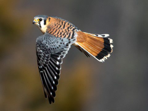 American Kestrel in flight