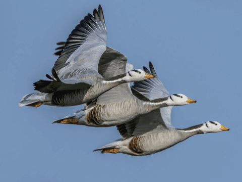 Bar-headed Geese in flight