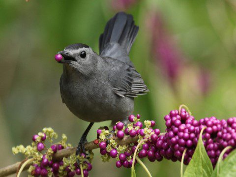 Gray Catbird with a berry