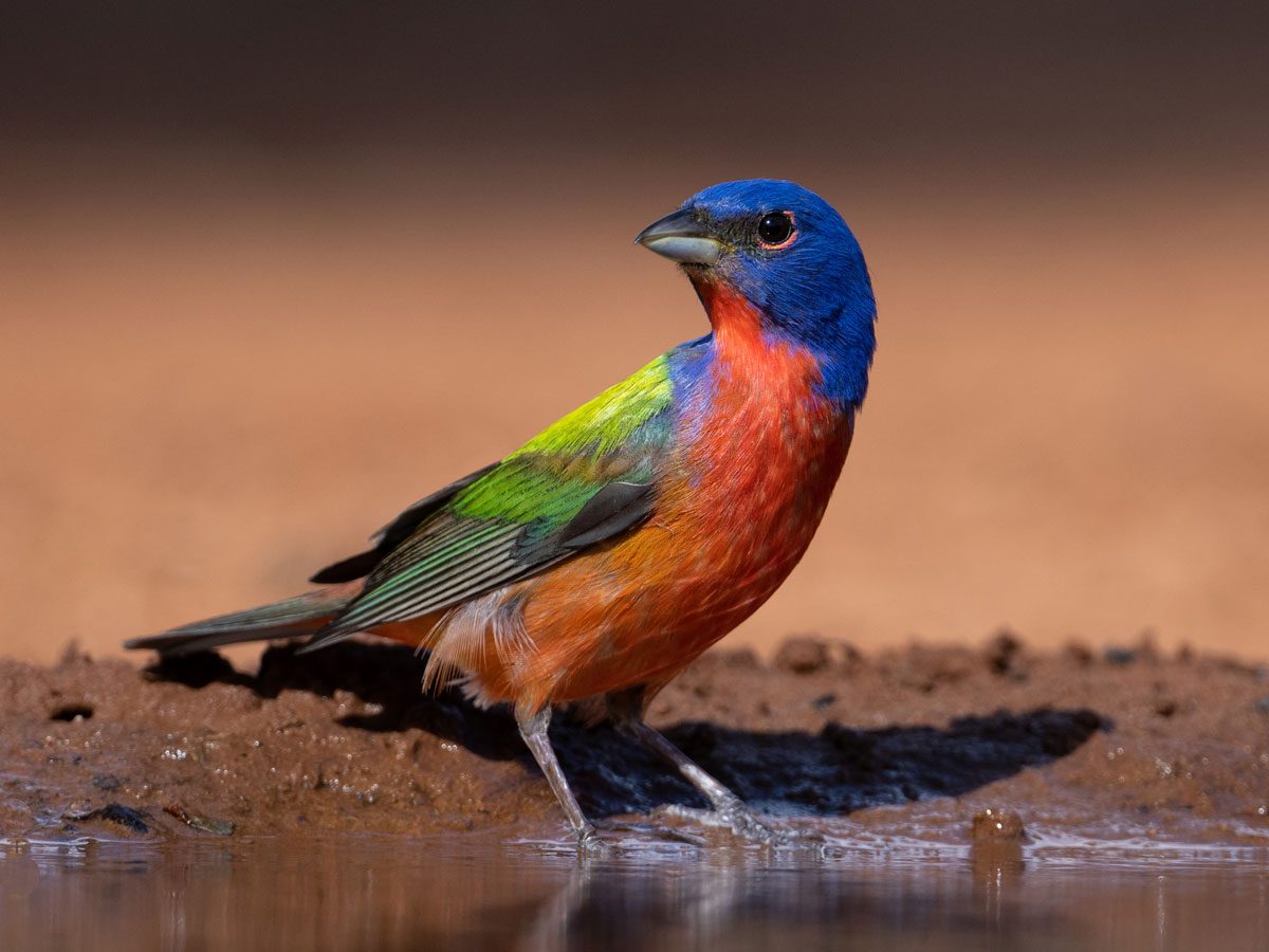Male Painted Bunting with gold, green, red, and blue plumage at water's edge