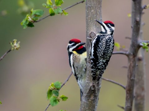 yellow-bellied sapsucker pair in leafy woods