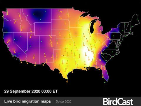 Live migration map, Birdcast webinar, Migration Celebrtion2021