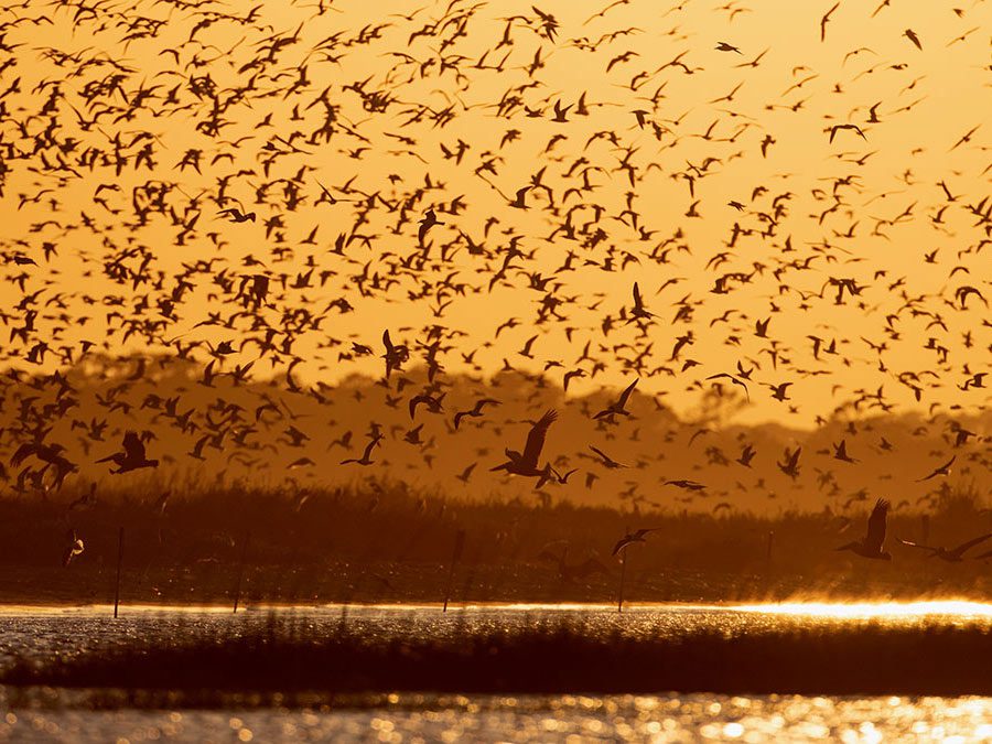 Birds on Deveaux Bank fly in at sunset to roost. Photo by Andy Johnson.