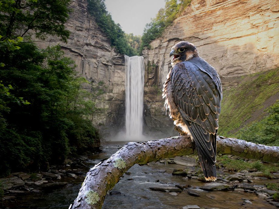 Peregrine Falcon and Taughannock gorge. Photos by Andy Johnson.