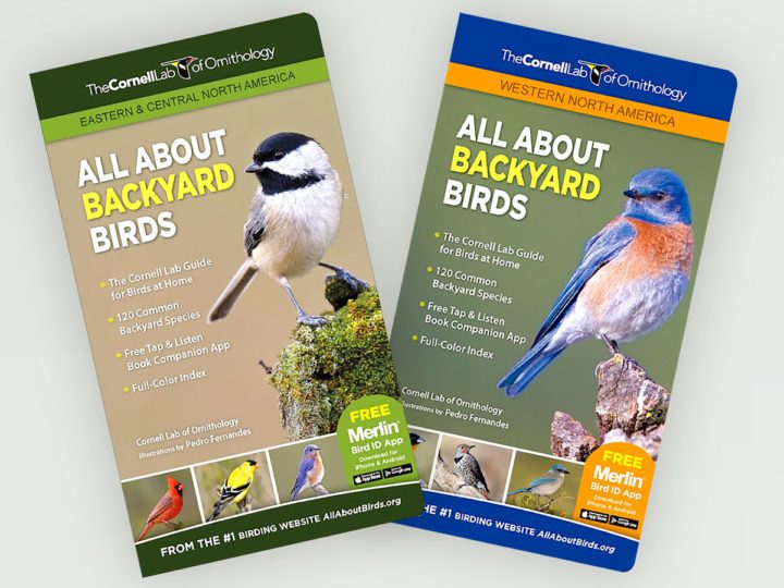 All About Birds Backyard bird giuides.
