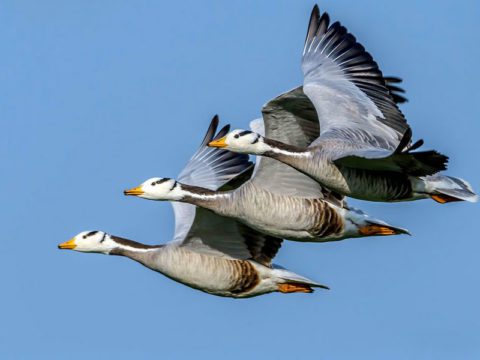 Three Bar-headed Geese in flight