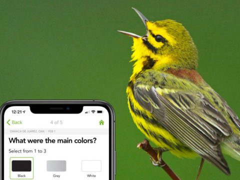 Merlin app and Prairie Warbler