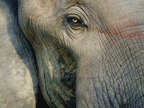 Elephant close-up of face and eye
