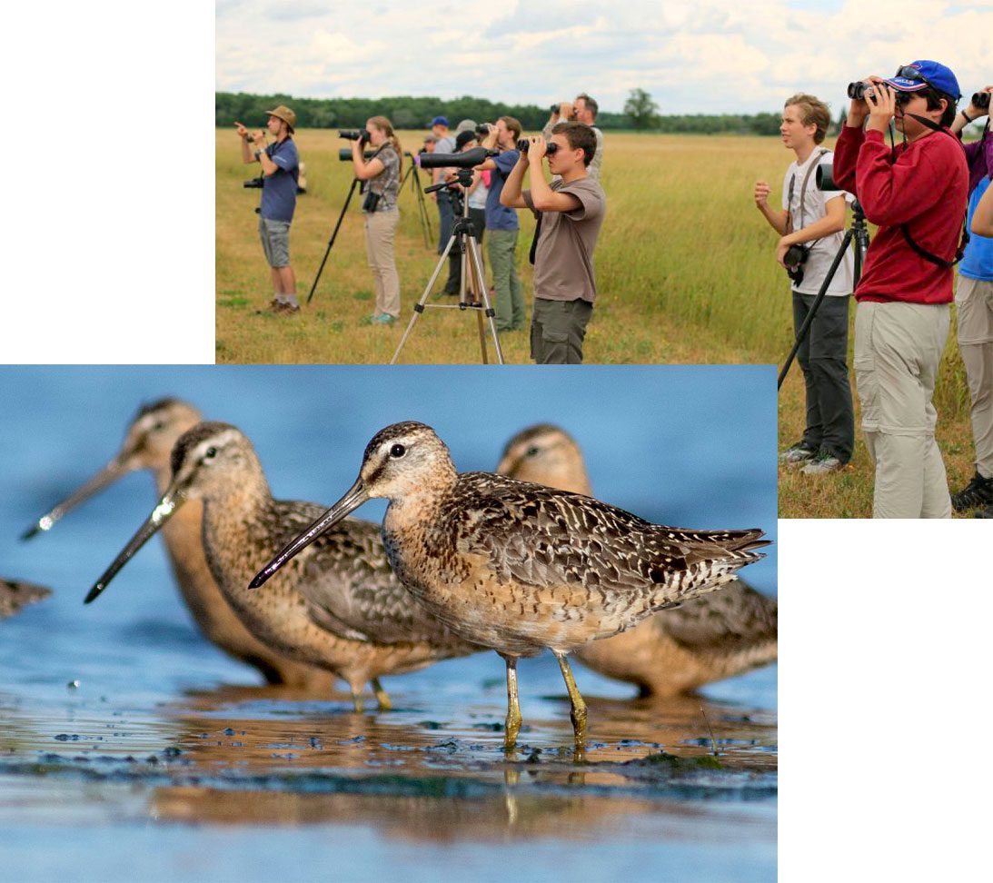 Two seperate photos, one of students looking through binoculars and the other of Long-billed Dowitchers