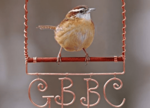 Carolina wren perched on stick that says GBBC