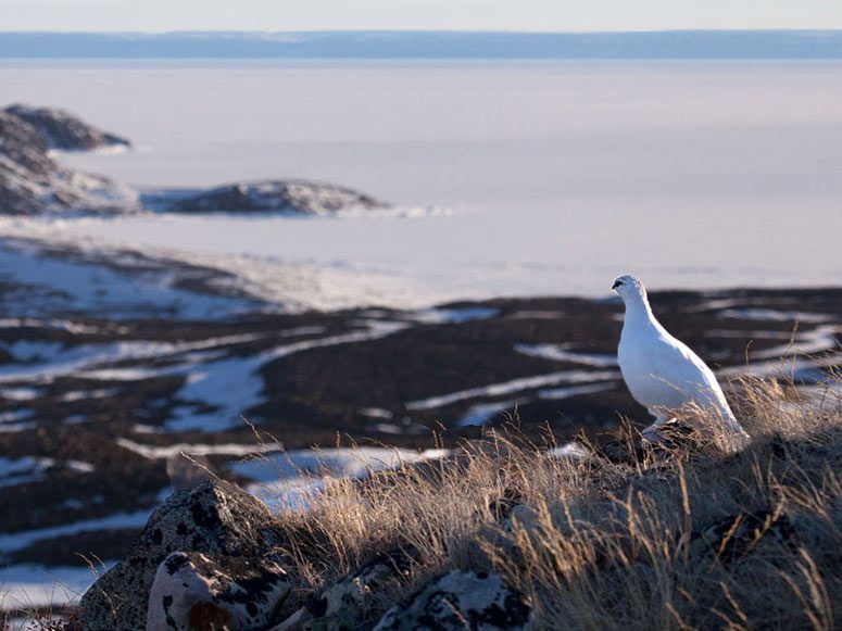a round white bird stands in front of a sprawling Arctic landscape. Rock Ptarmigan by Clare Kines.