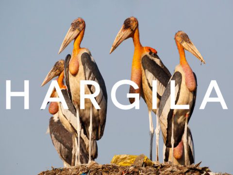Hargila, over an image of five storks standing on a refuse pile