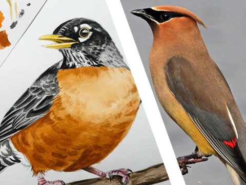 Painting of robin, picture of waxwing