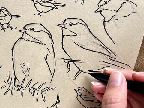 Bird sketches