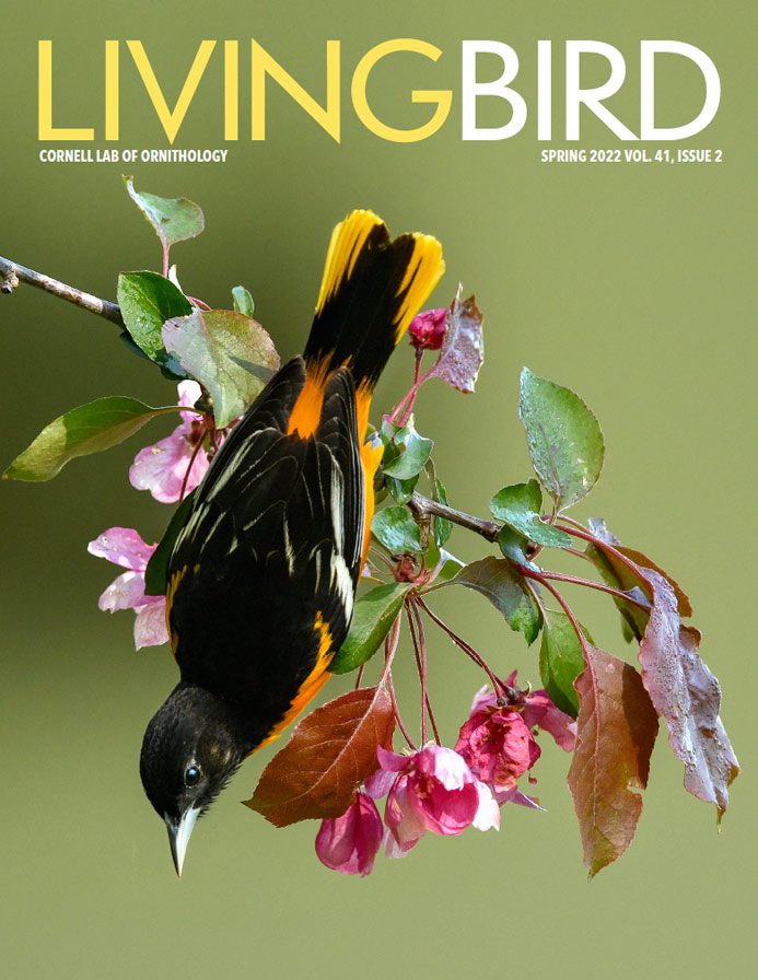 Spring 2022 cover of Living Bird magazine: Baltimore Oriole, an orange and black bird, hanging from a flowering tree branch. Photo Pam Karaz.